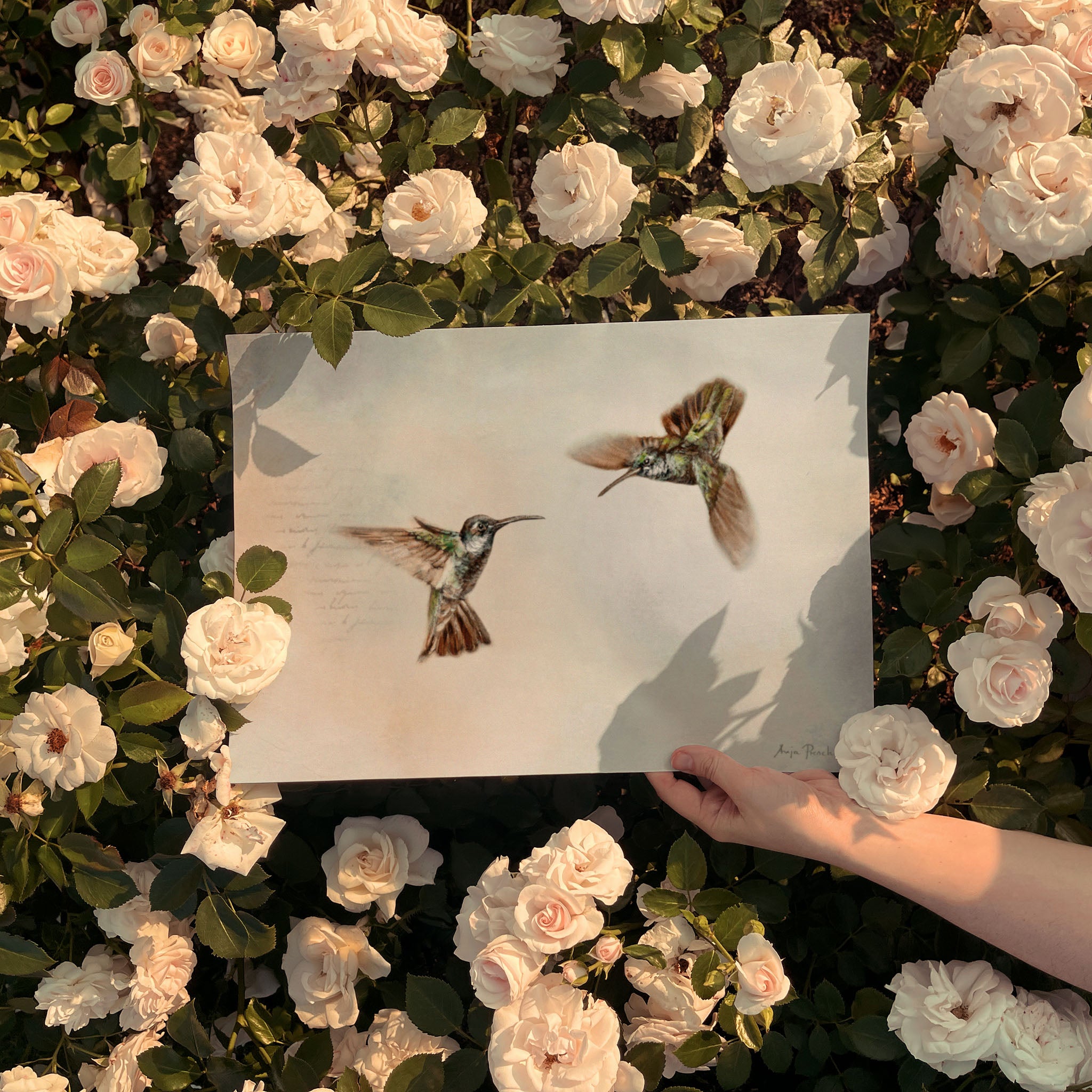 Soft Blue Hummingbird Canvas Print & Paper Wall Art | Coastal